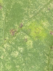 Caryomyia flaticrustum