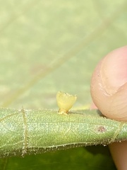 Caryomyia flaticrustum