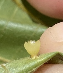 Caryomyia flaticrustum