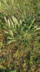 Hordeum marinum