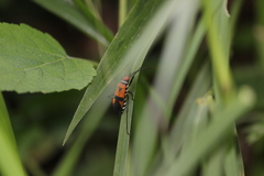 Dysdercus transversalis