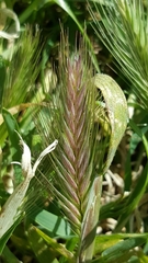 Hordeum marinum