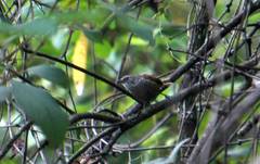Pheugopedius maculipectus