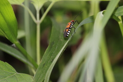 Dysdercus transversalis