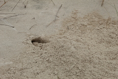 Ctenomys flamarioni