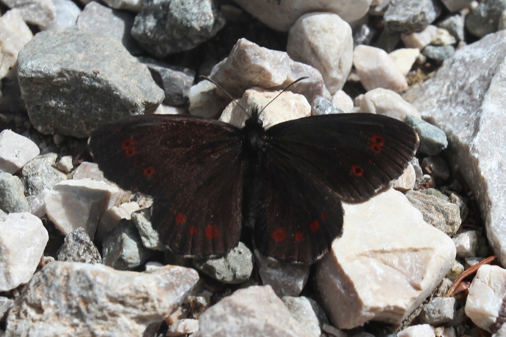 Large Ringlet