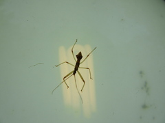 Epidaus tuberosus