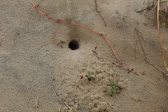 Ctenomys flamarioni