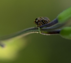 Clastoptera lineatocollis