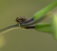 Clastoptera lineatocollis