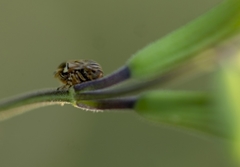 Clastoptera lineatocollis