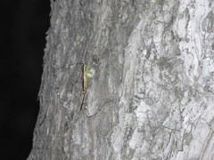 Conocephalus japonicus