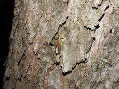 Conocephalus japonicus