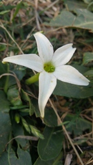 Jaborosa integrifolia