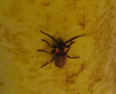 Polemius denticornis