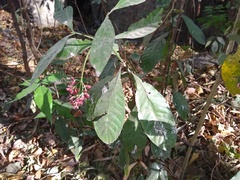 Psychotria carthagenensis