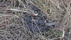 Gallinago magellanica