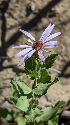 horrid herrickia (Eurybia horrida)