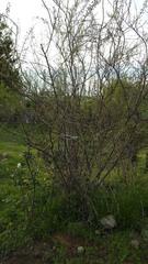 Mimosa farinosa