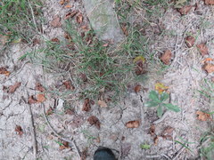 Carex muskingumensis