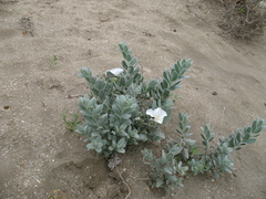 Convolvulus persicus