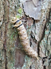 Citheronia sepulcralis