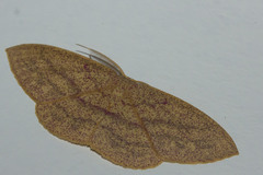 Geometridae