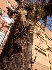 Tillandsia didisticha