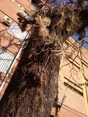 Tillandsia didisticha