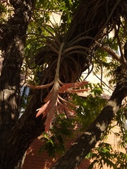 Tillandsia didisticha