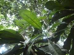 Maclurodendron porteri