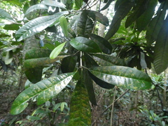 Maclurodendron porteri