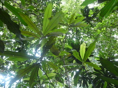 Ixonanthes icosandra