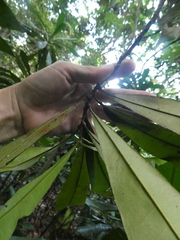 Ixonanthes icosandra