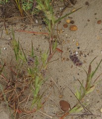 Cenchrus tribuloides