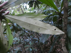 Ixonanthes icosandra