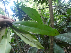 Ixonanthes icosandra