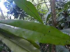 Ixonanthes icosandra