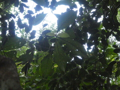 Timonius wallichianus