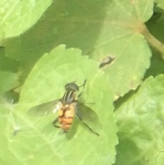 Mesembrius bengalensis