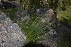 Carex setifolia