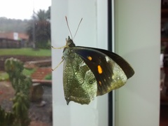 Corades medeba columbina