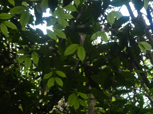 Syzygium filiforme observed 2019-09-24