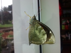 Corades medeba columbina
