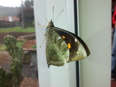 Corades medeba columbina