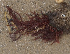 Sarcodiotheca
