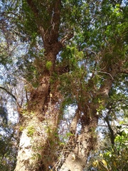Gleditsia amorphoides