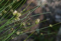 Carex setifolia