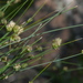Carex setifolia - Photo (c) ludovica_, algunos derechos reservados (CC BY-NC), subido por ludovica_