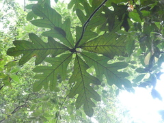 Artocarpus elasticus